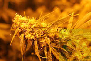 Weednews.de der Cannabis Blog