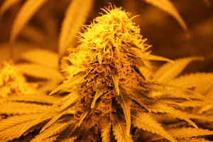 Ein Bild einer großen dicken Cannabis Blüte