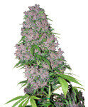 Purple Bud Cannabis Pflanze