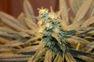 Bild einer Blüte einer weiblichen Cannabis Pflanze