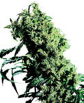 Cannabis Samen Test