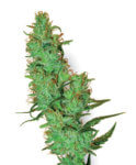 Jack Herer Cannabis Samen von Sensi Seeds