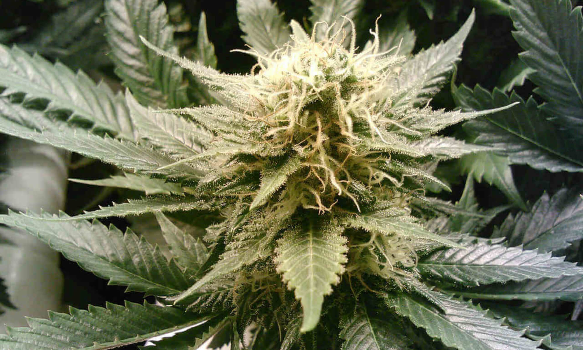 Cannabis Blüte