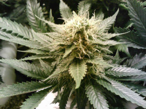 Weibliche Cannabispflanze