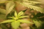 Künstlich gezüchtete Cannabis Pflanze